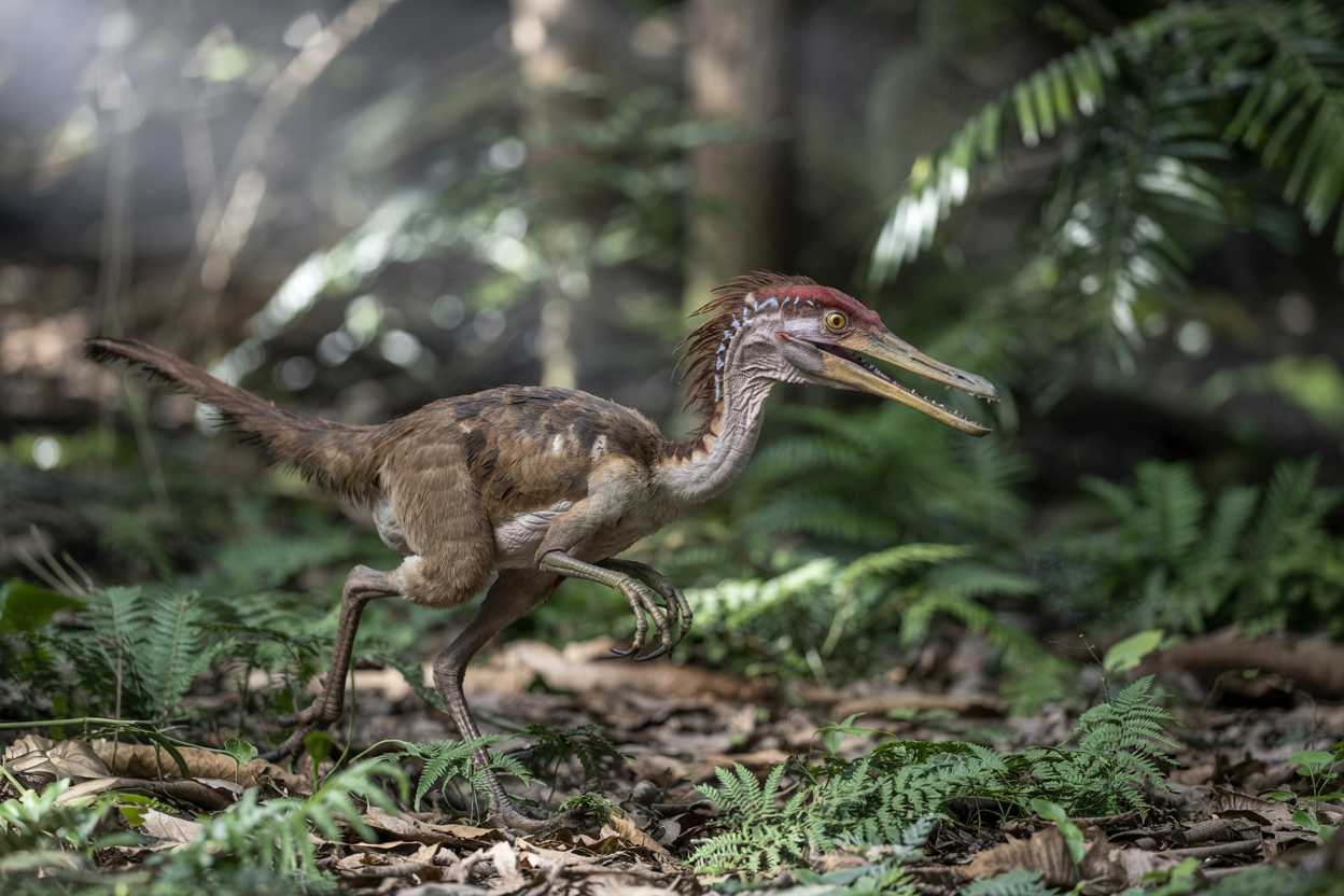 Compsognathus